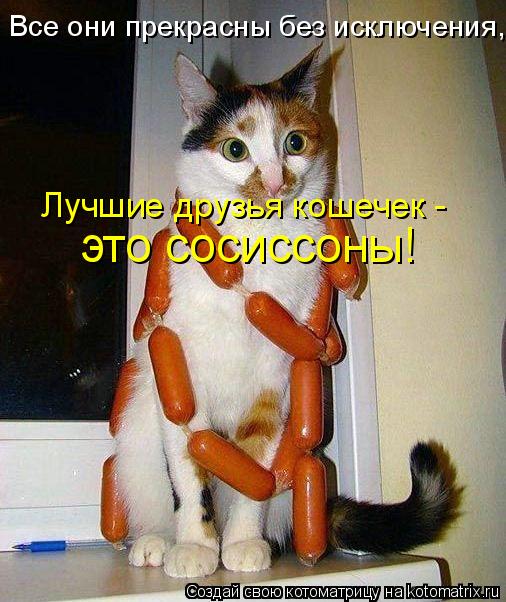 Котоматрица: это сосиссоны! Все они прекрасны без исключения, Лучшие друзья кошечек -