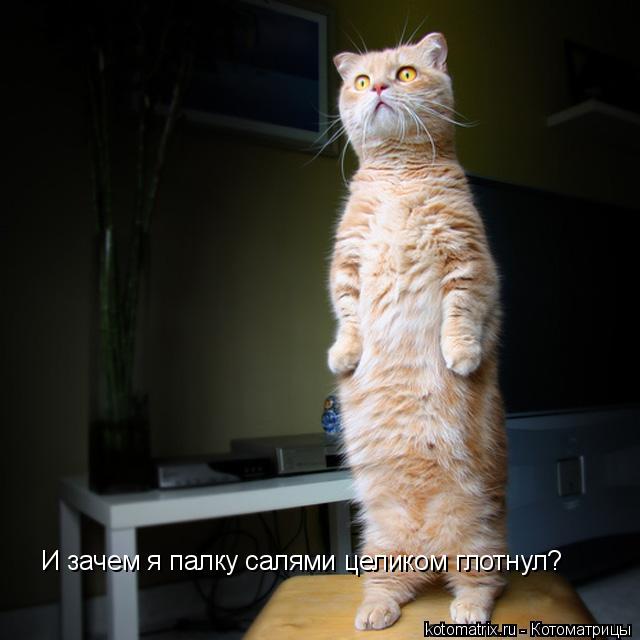 Котоматрица: И зачем я палку салями целиком глотнул?