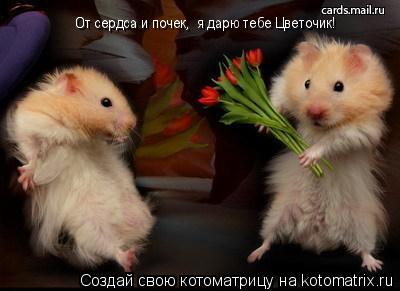 От сердса и почек, я дарю тебе Цветочик!... Котоматрица: От сердса и почек, я дарю тебе Цветочик!