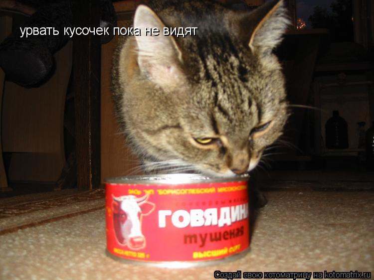 Котоматрица: урвать кусочек пока не видят