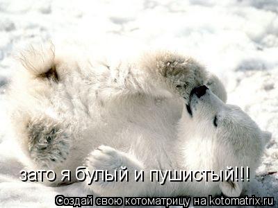 Котоматрица: зато я булый и пушистый!!!