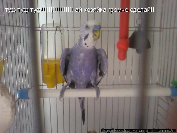 туф туф туф!!!!!!!!!!!!!!!!! ай хозяйка громче сделай!!... Котоматрица: туф туф туф!!!!!!!!!!!!!!!!! ай хозяйка громче сделай!!