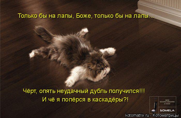 Котоматрица: Только бы на лапы, Боже, только бы на лапы... Чёрт, опять неудачный дубль получился!!! И чё я попёрся в каскадёры?!