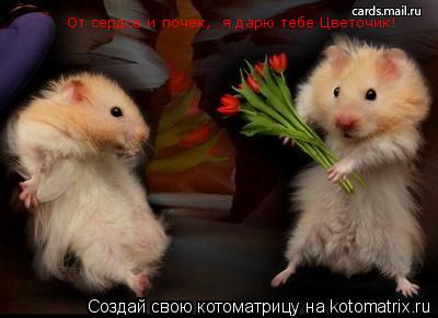 От сердса и почек, я дарю тебе Цветочик!... Котоматрица: От сердса и почек, я дарю тебе Цветочик!