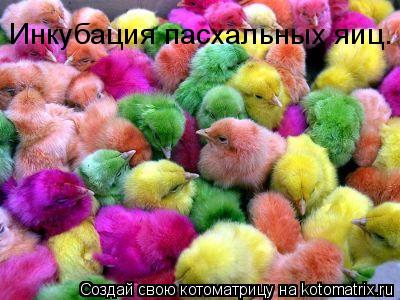 Котоматрица: Инкубация пасхальных яиц.