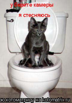 у берите камеры я стесняюсь... Котоматрица: у берите камеры я стесняюсь
