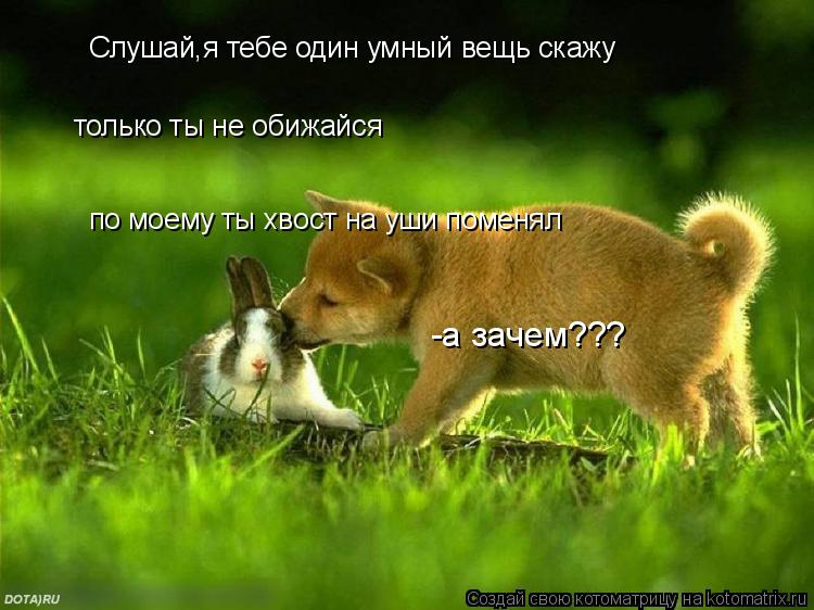 Котоматрица: Слушай,я тебе один умный вещь скажу только ты не обижайся по моему ты хвост на уши поменял -а зачем???