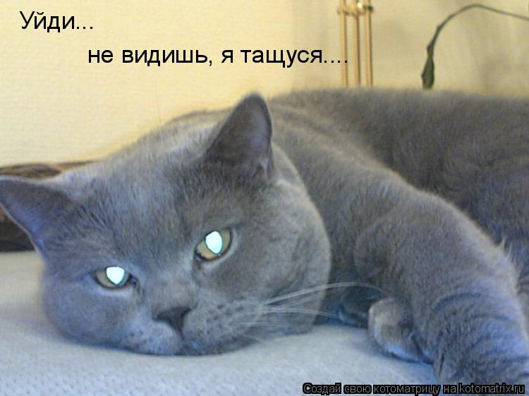 Котоматрица: Уйди... не видишь, я тащуся....
