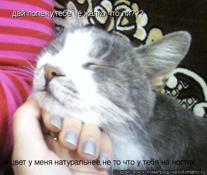 Котоматрица: дай полежу,тебе чё жалко что ли??? и цвет у меня натуральнее,не то что у тебя на ногтях...