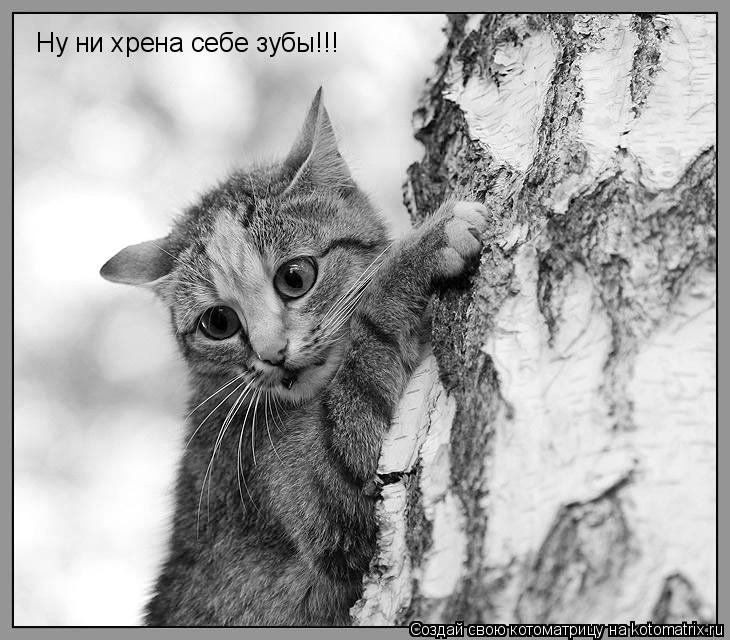 Котоматрица: Ну ни хрена себе зубы!!!