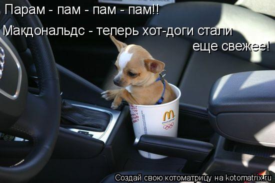 Котоматрица: Парам - пам - пам - пам!! Макдональдс - теперь хот-доги стали  еще свежее!