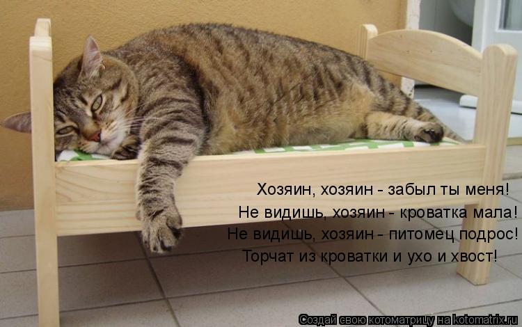 Котоматрица: Хозяин, хозяин - забыл ты меня! Не видишь, хозяин - кроватка мала! Не видишь, хозяин - питомец подрос! Торчат из кроватки и ухо и хвост!