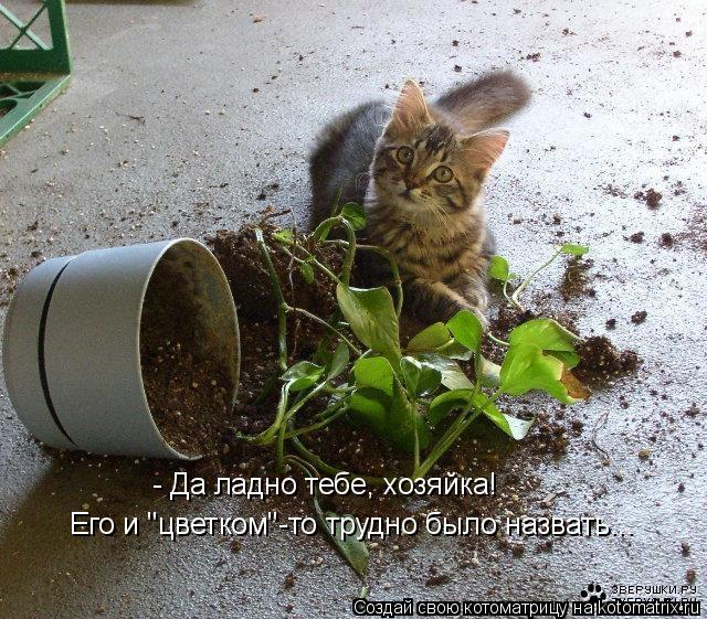 - Да ладно тебе, хозяйка! Его и "цветком"-то трудно было назвать...... Котоматрица: - Да ладно тебе, хозяйка! Его и "цветком"-то трудно было назвать...