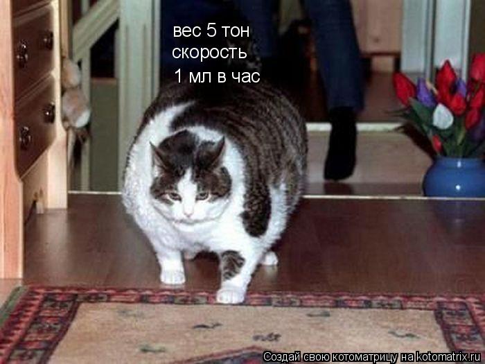 вес 5 тон скорость 1 мл в час... Котоматрица: вес 5 тон скорость 1 мл в час