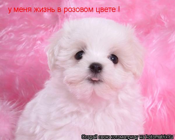 Котоматрица: у меня жизнь в розовом цвете !
