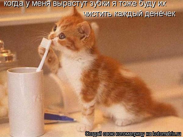 Котоматрица: когда у меня вырастут зубки я тоже буду их чистить каждый денёчек