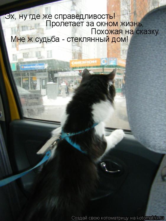 Котоматрица: Эх, ну где же справедливость! Пролетает за окном жизнь,  Похожая на сказку. Мне ж судьба - стеклянный дом!