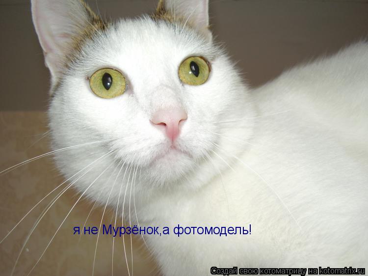 Котоматрица: я не Мурзёнок,а фотомодель!