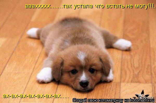 аааххххх.......так устала что встать не могу!!!.. ах-ах-ах-ах-ах-ах-ах........ Котоматрица: аааххххх.......так устала что встать не могу!!!.. ах-ах-ах-ах-ах-ах-ах.....