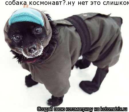 собака космонавт?.ну нет это слишком... Котоматрица: собака космонавт?.ну нет это слишком