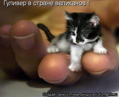Котоматрица: Гуливер в стране великанов !