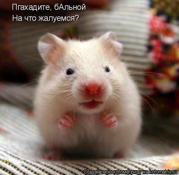 Котоматрица: Пгахадите, бАльной На что жалуемся?