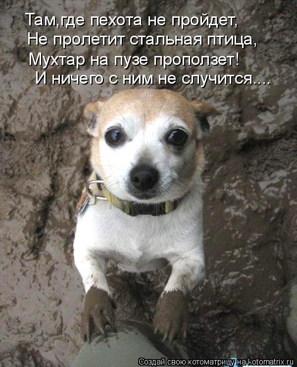 Там,где пехота не пройдет, Не пролетит стальная птица, Мухтар на пузе проползет! И ничего с ним не сл... Котоматрица: Там,где пехота не пройдет, Не пролетит стальная птица, Мухтар на пузе проползет! И ничего с ним не случится....