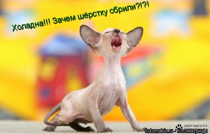 Котоматрица: Холадна!!! Зачем шёрстку сбрили?!?!