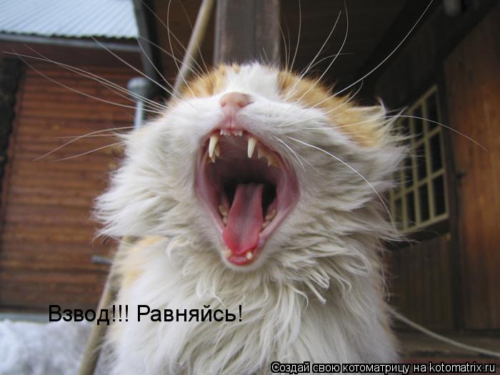 Котоматрица: Взвод!!! Равняйсь!