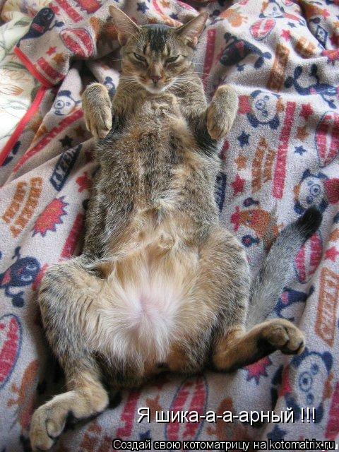 Я шика-а-а-арный !!!... Котоматрица: Я шика-а-а-арный !!!