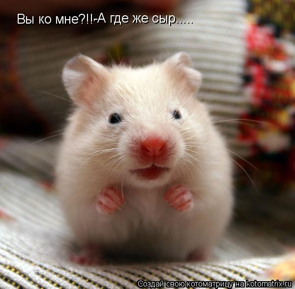 Вы ко мне?!!- -А где же сыр........ Котоматрица: Вы ко мне?!!- -А где же сыр.....