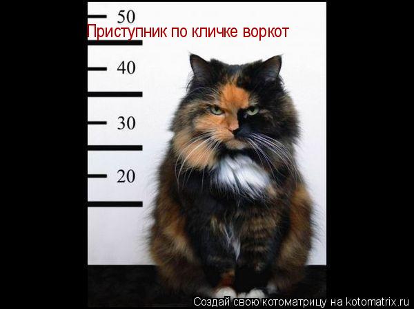Котоматрица: Приступник по кличке воркот