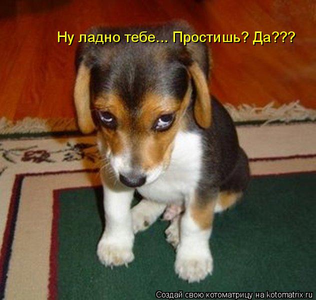 Котоматрица: Ну ладно тебе... Простишь? Да???