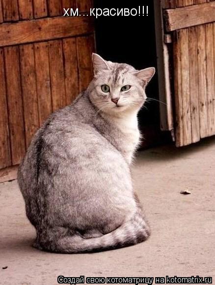 хм...красиво!!!... Котоматрица: хм...красиво!!!