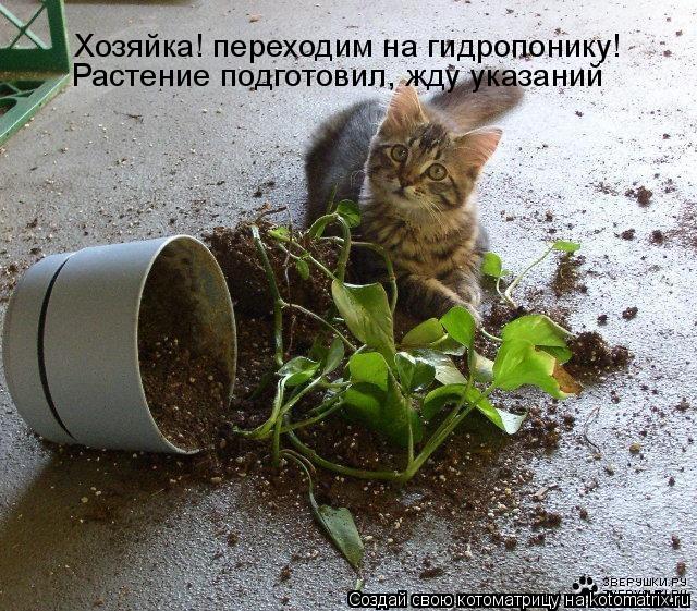 Котоматрица: Хозяйка! переходим на гидропонику! Растение подготовил, жду указаний