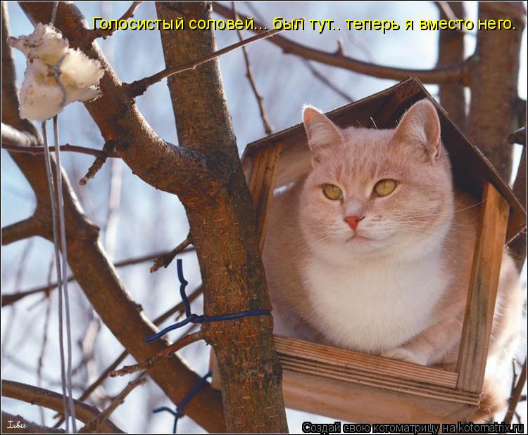 Котоматрица: Голосистый соловей... был тут.. теперь я вместо него.