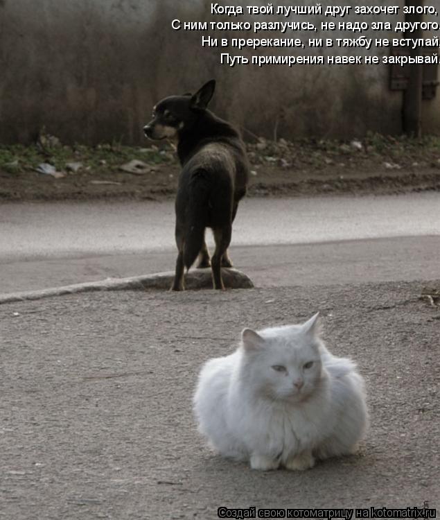 Котоматрица: Когда твой лучший друг захочет злого,  С ним только разлучись, не надо зла другого. Ни в пререкание, ни в тяжбу не вступай, Путь примирения на