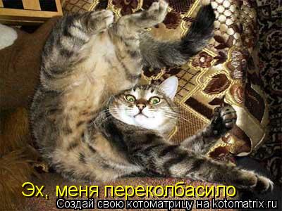 Котоматрица: Эх, меня переколбасило