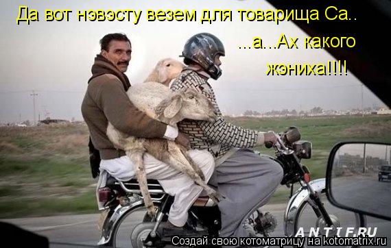 Котоматрица: Да вот нэвэсту везем для товарища Са.. ...а...Ах какого жэниха!!!!