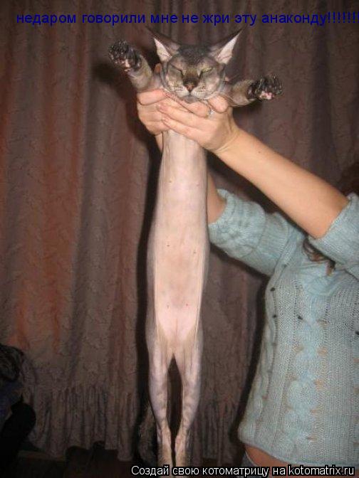 Котоматрица: недаром говорили мне не жри эту анаконду!!!!!!!