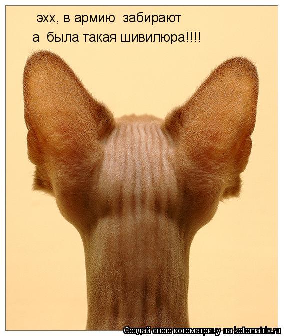 Котоматрица: эхх, в армию  забирают а  была такая шивилюра!!!!