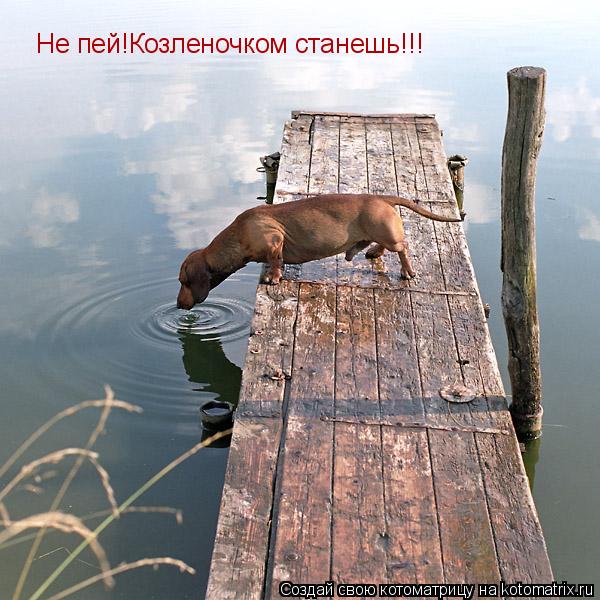 Котоматрица: Не пей!Козленочком станешь!!!