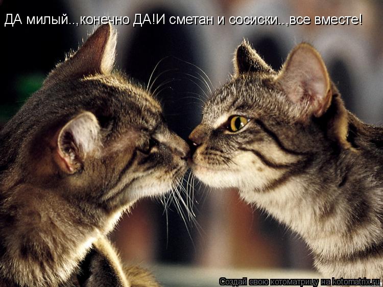 Котоматрица: ДА милый..,конечно ДА!И сметан и сосиски..,все вместе!