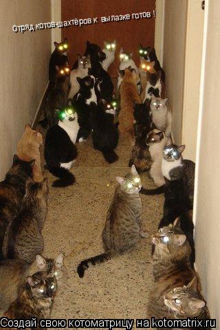 Котоматрица: Отряд котов-шахтёров к  вылазке готов !