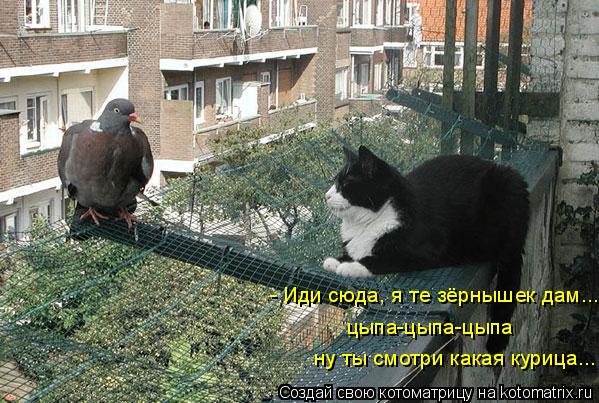 Котоматрица: - Иди сюда, я те зёрнышек дам... цыпа-цыпа-цыпа ну ты смотри какая курица...