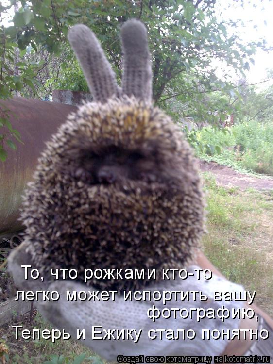 Котоматрица: фотографию, легко может испортить вашу  Теперь и Ежику стало понятно То, что рожками кто-то