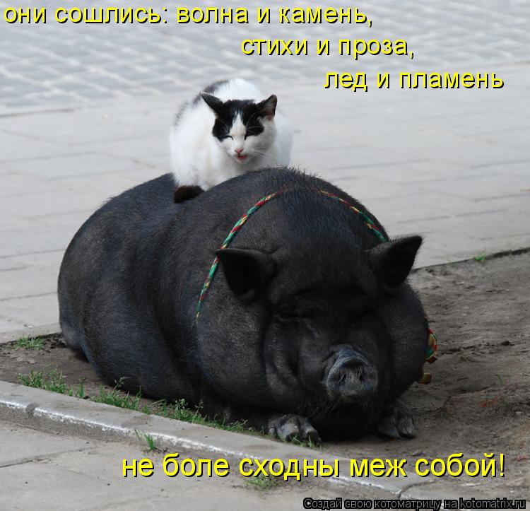 Котоматрица: они сошлись: волна и камень, стихи и проза, лед и пламень не боле сходны меж собой!