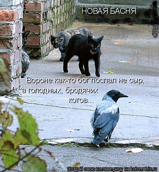 Вороне как-то бог послал не сыр, а голодных, бродячих котов... НОВАЯ БАСНЯ... Котоматрица: Вороне как-то бог послал не сыр, а голодных, бродячих котов... НОВАЯ БАСНЯ