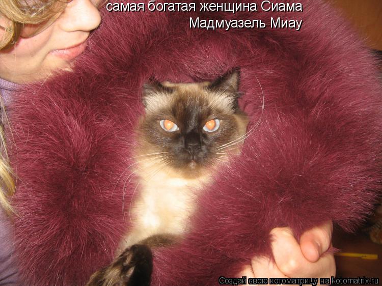Котоматрица: самая богатая женщина Сиама Мадмуазель Миау