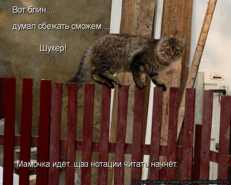 Котоматрица: Вот блин.... думал сбежать сможем..... Шухер! Мамочка идёт..щаз нотации читать начнёт.